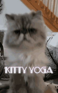 Workout Cat GIF