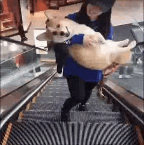 happy-dog-carry.gif