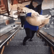 Happy Dog Carry GIF
