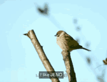 Bird Jeno GIF - Bird Jeno GIFs
