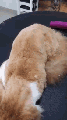 Dog Grooming GIF - Dog Grooming Pet Grooming GIFs