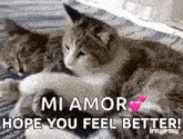 Hope You Feel Better Cats Kitten Snuggles GIF - Hope You Feel Better Cats Kitten Snuggles Feel Better GIFs