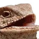 a close up of a lizard 's face with its mouth open on a white background .