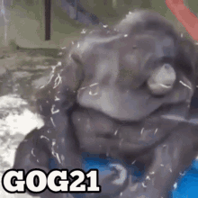 Gog Gog21 GIF - Gog Gog21 Monkey GIFs