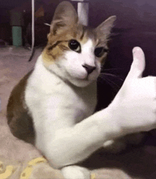 a cat is giving a thumbs up sign