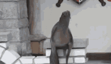 Foca Clapping GIF - Foca Clapping Fifidonia - Discover & Share GIFs