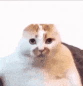 Cat Morph GIF - Cat Morph Photoshop GIFs