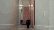 a black cat is walking down a hallway next to a wooden door .