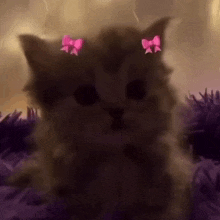 Pink Kitty Bows GIF