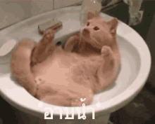 แมวอาบน้ำ แช่น้ำ GIF - Bathing Cat Cat Bath Cat Shower GIFs