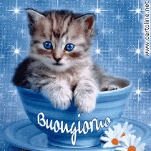Cat Blue GIF - Cat Blue Teacup GIFs