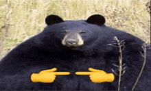 Bear Medved GIF - Bear Medved GIFs