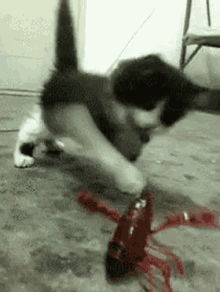 Ouch GIF - Pinchers Cat GIFs