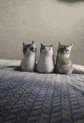 three stuffed cats are sitting on a bed with a blanket .