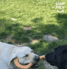 Dog Happily GIF - Dog Happily Play GIFs