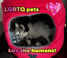 a cat is laying in a pink dog bed with the words lgbtq pets luv the humans