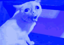 Weird Cat Cat GIF - Weird Cat Cat Cough GIFs
