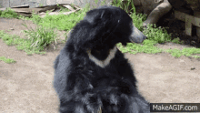 Sloth Bear GIF - Sloth Bear GIFs
