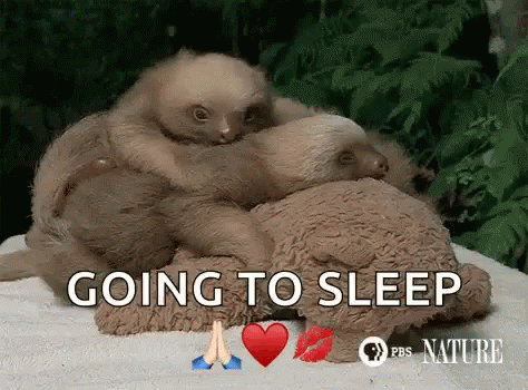 Good Night Cute Animals GIF - Good Night Cute Animals Sloth - Discover &  Share GIFs