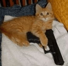 Cat Gun GIF - Cat Gun Fight GIFs