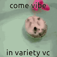 Variety Vc Variety GIF - Variety Vc Variety Vc GIFs