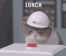 Lunch Boi Lunch GIF - Lunch Boi Lunch Cat GIFs