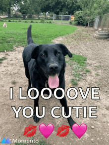 a black dog is standing in a grassy field with the words i looove you cutie