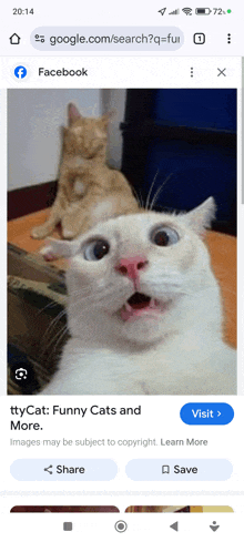 a google search for funny cats and more shows two cats