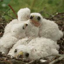 Cuddling Chicks Sparrowhawk GIF - Cuddling Chicks Sparrowhawk Robert E Fuller GIFs