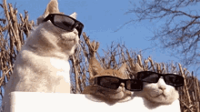 Swag Cat GIF - Swag Cat Shades GIFs