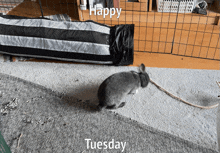 a picture of a rabbit with the words happy tuesday