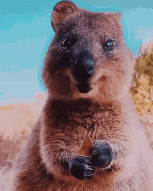 Quokka Animals GIF - Quokka Animals Rat - Discover & Share GIFs Quokka Animals GIF - Quokka Animals Rat - Discover & Share GIFs