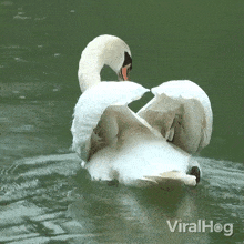 Observing The Water Swan GIF - Observing The Water Swan Viralhog GIFs
