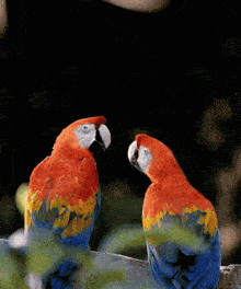 two colorful parrots are looking at each other on a branch