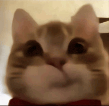 a close up of a cat 's face with a red bow tie around its neck .