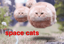 Space Cats GIF - Space Cats Spacecats GIFs