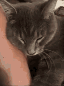 Cat Cat Bite GIF - Cat Cat Bite GIFs