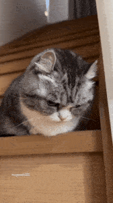 a close up of a cat on a wooden staircase with mugmesh323 written on the bottom
