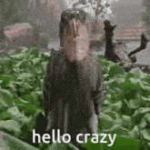 Hello Crazy Shoebill GIF - Hello Crazy Crazy Hello GIFs