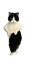 Dancing Cat Cat Dance Sticker - Dancing Cat Cat Dance Funny Cat Memes Stickers