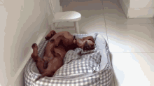 Dog So Happy It Wags In Its Sleep GIF - Happy Motionless Dog GIFs
