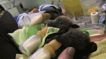 Bat Orphans GIF