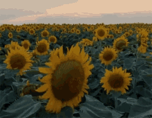 Sun Flowers GIF - Sun Flowers Sunflowers GIFs