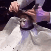 abbybarb monkey monkey haircut