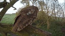 Fly Away Tawny Owl GIF - Fly Away Tawny Owl Robert E Fuller GIFs