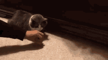a person is petting a grey and white cat on the floor .