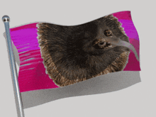 Kiwi Land Bird GIF - Kiwi Land Kiwi Bird GIFs
