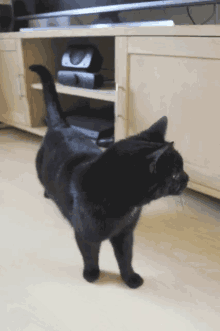 Cat Looking For Food GIF - Cat Looking For Food GIFs