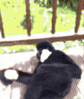a black bird with a white face is sitting on a deck