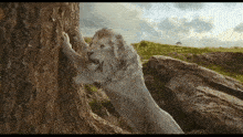 a white lion scratches a tree trunk with its claws